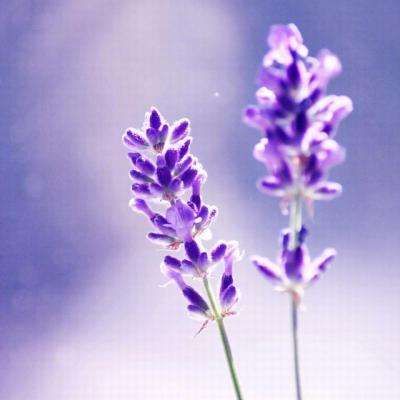 乐彩网app官方正版下载